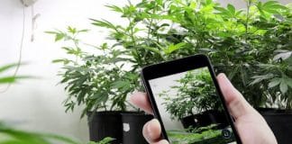 Best Apps for Cannabis Growing