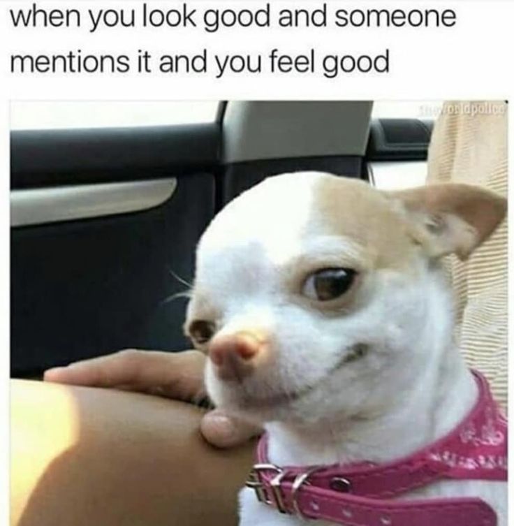 Best Chihuahua Memes