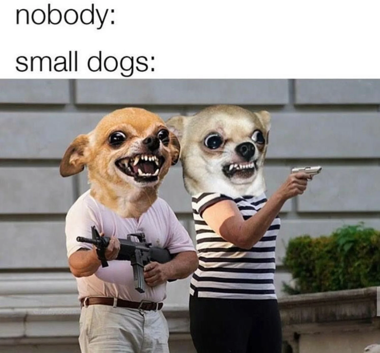Best Chihuahua Memes