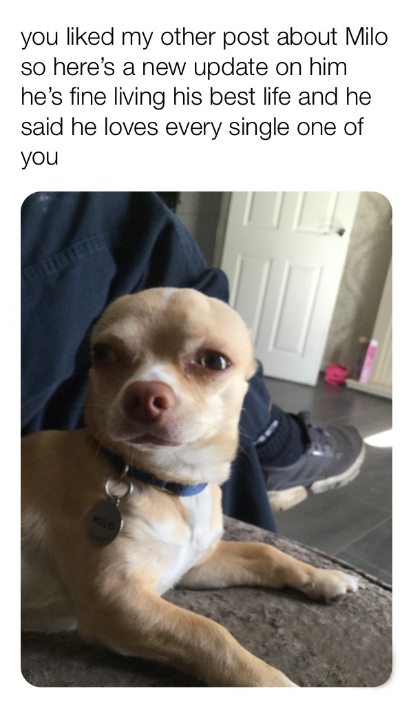 Best Funny Chihuahua Memes