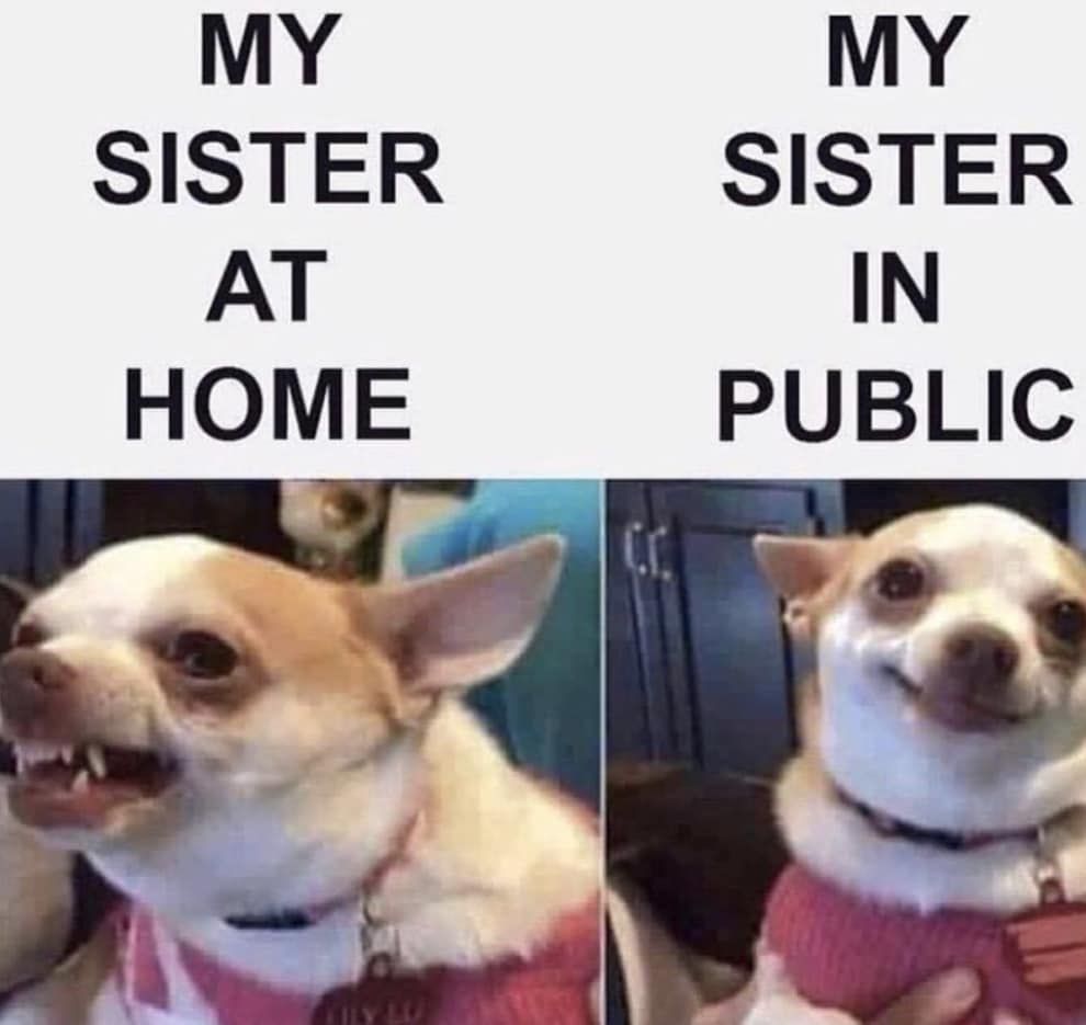 Chihuahua Best Funny Memes