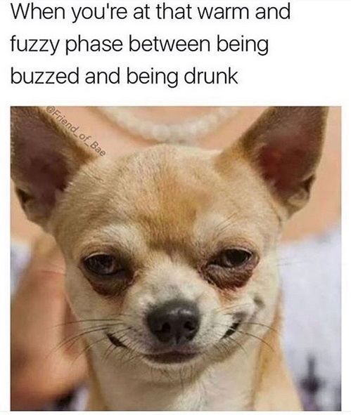 Chihuahua Best Hilarious Memes