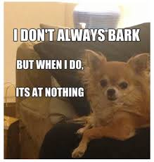 Chihuahua Best Memes