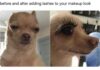 Chihuahua Memes