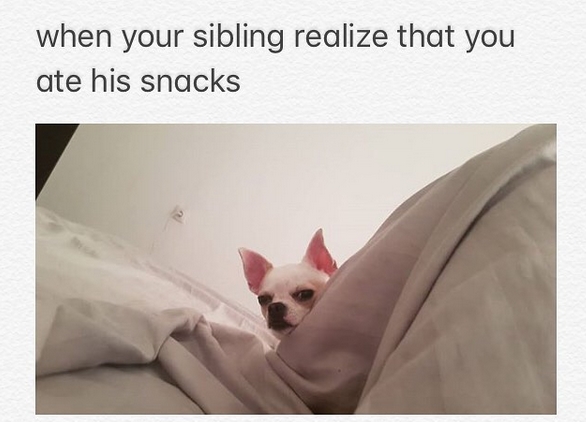 Chihuahua Top Memes