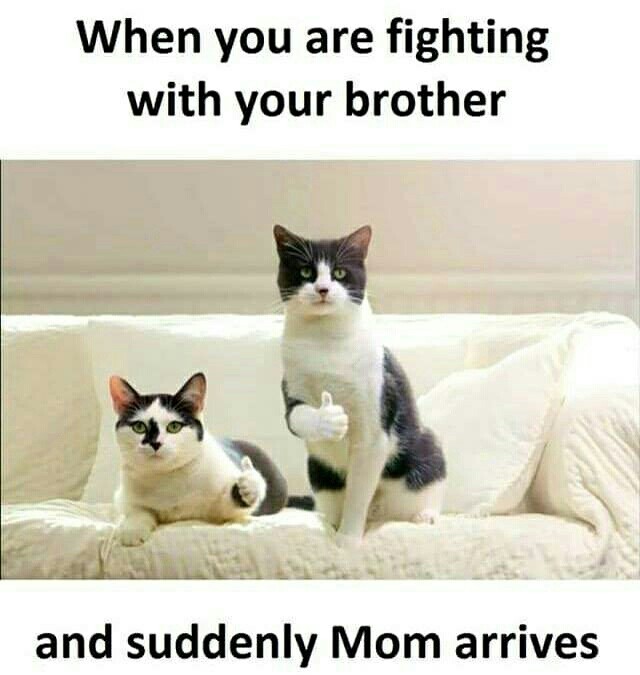 Fighting Funny Memes