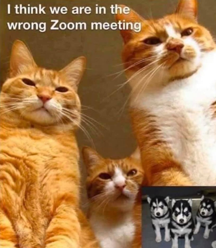 Meeting Top Viral Memes
