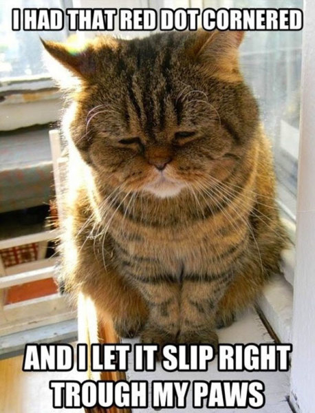 Sad Cat Top Hilarious Memes