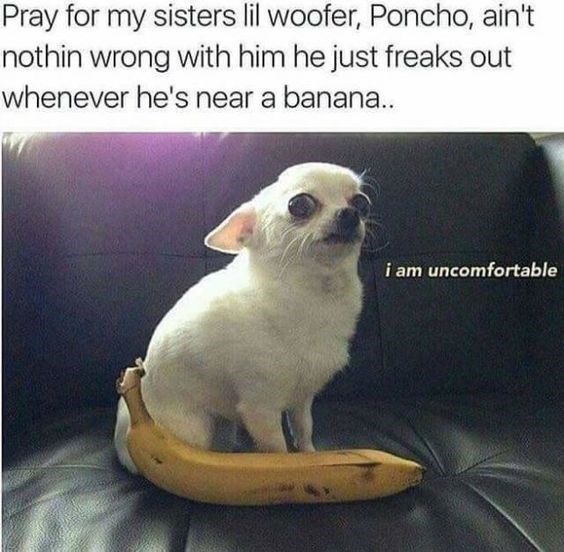 Top Funny Chihuahua Memes
