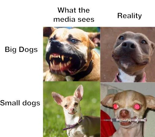 Top Hilarious Chihuahua Memes