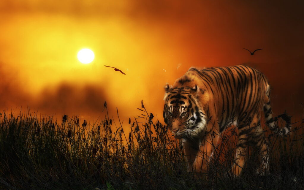 Best Free Tiger Wallpapers