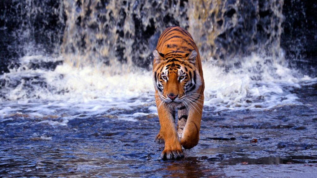 Best Tiger Wallpapers