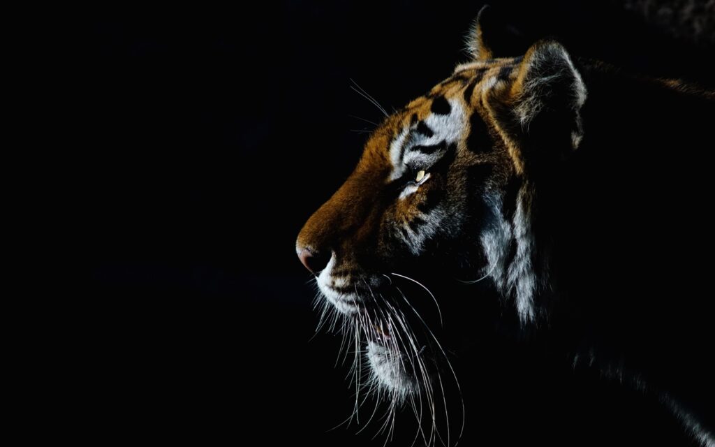 Free Download Tiger Wallpapers