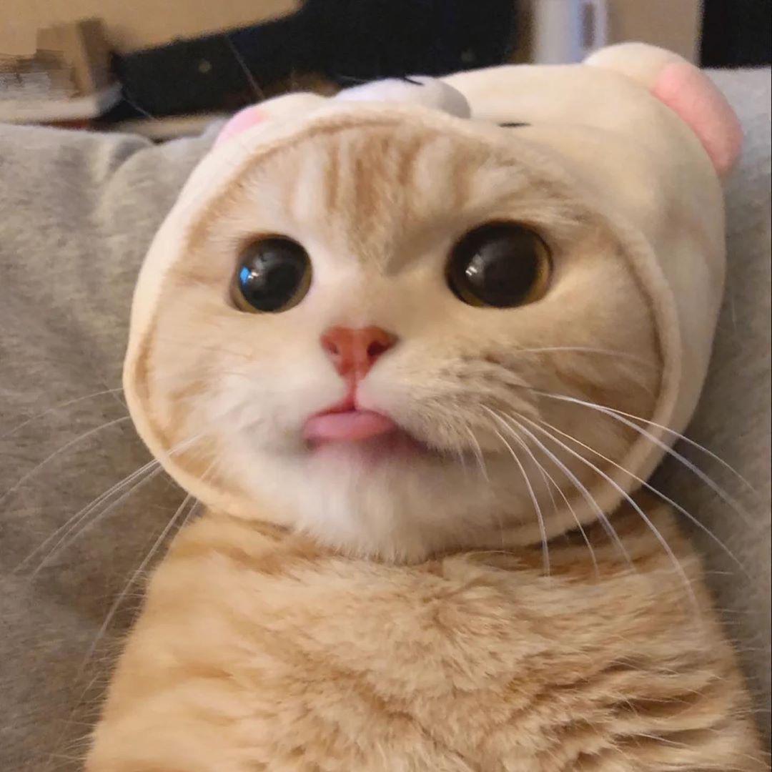 Funny Cat PFP That Will Make You Laugh Hard AMJ