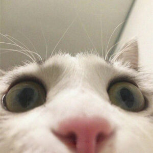 Funny Cat PFP - Animal PFP - Funny PFPs for TikTok, Discord, Ins