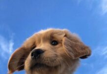 Funny Dog PFP