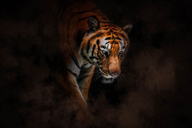 Top Free Tiger Wallpapers