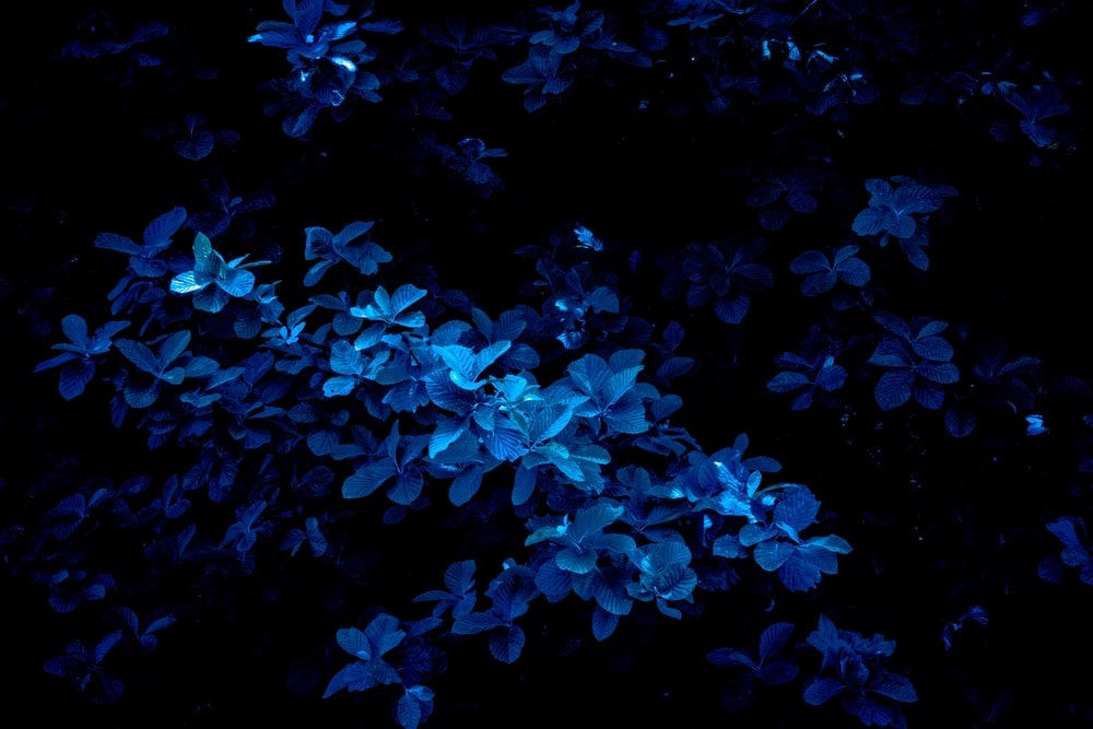 Best Dark Blue Aesthetic HD Wallpaper
