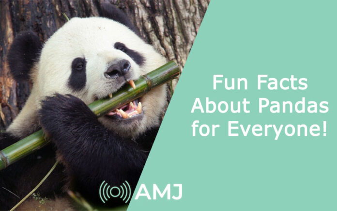Fun Facts About Pandas for Everyone!
