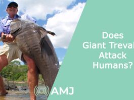 Does Giant Trevally Attack Humans?