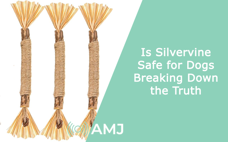 Is Silvervine Safe for Dogs Breaking Down the Truth AMJ