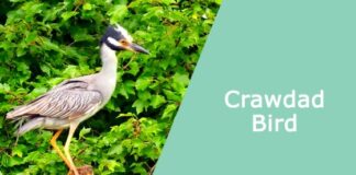 Crawdad Bird