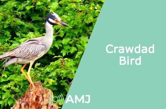 Crawdad Bird